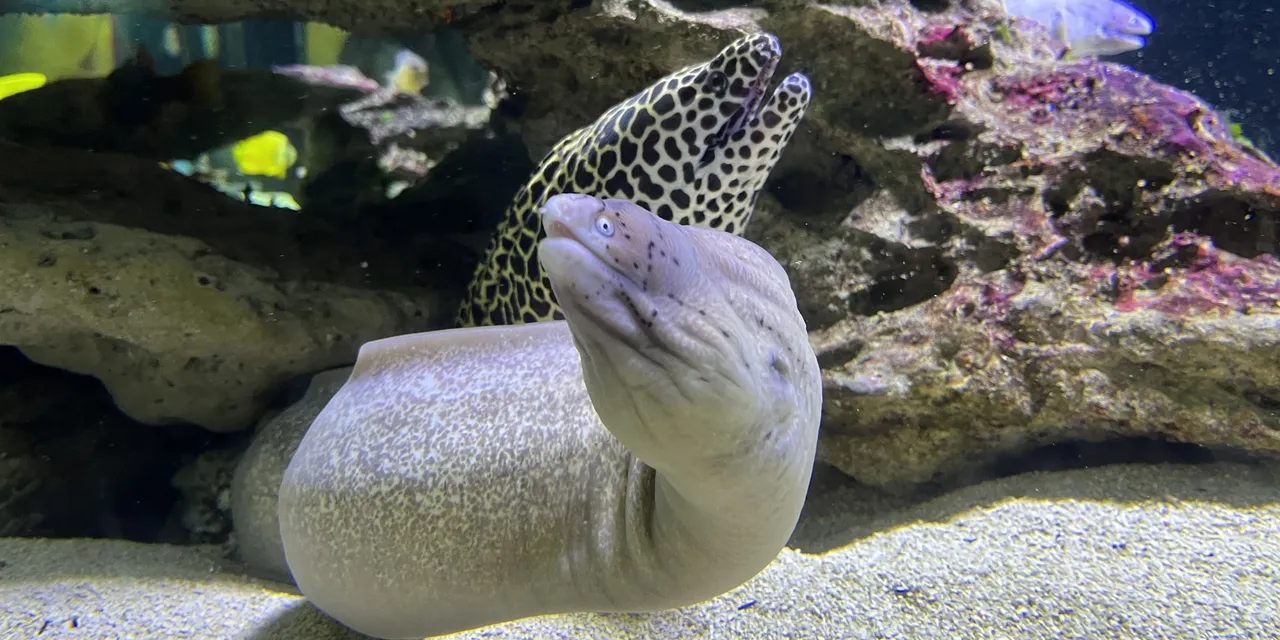 Moray eels