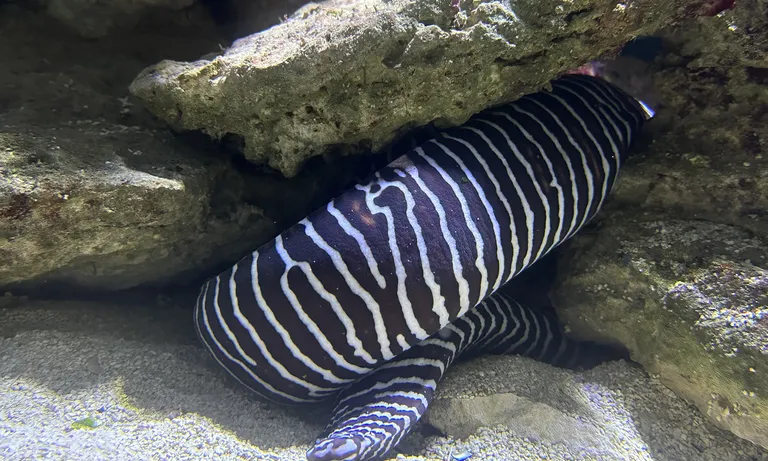 Moray eels