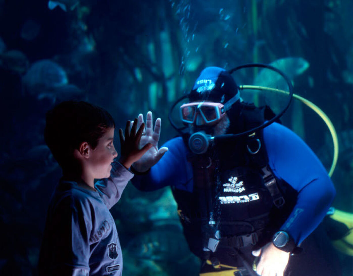 Scuba diving at the aquarium is back!