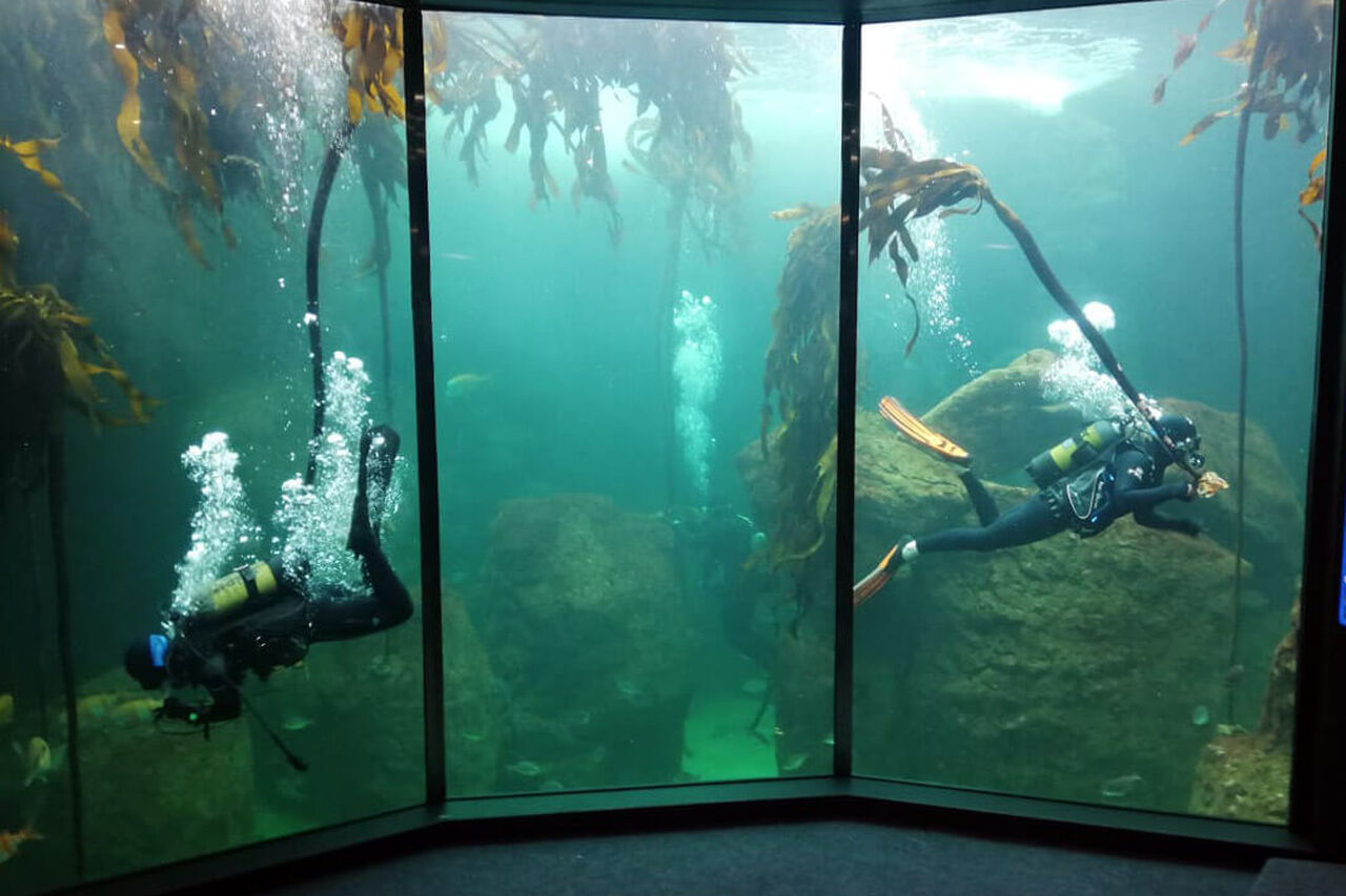 Reforesting the kelp forest exhibit