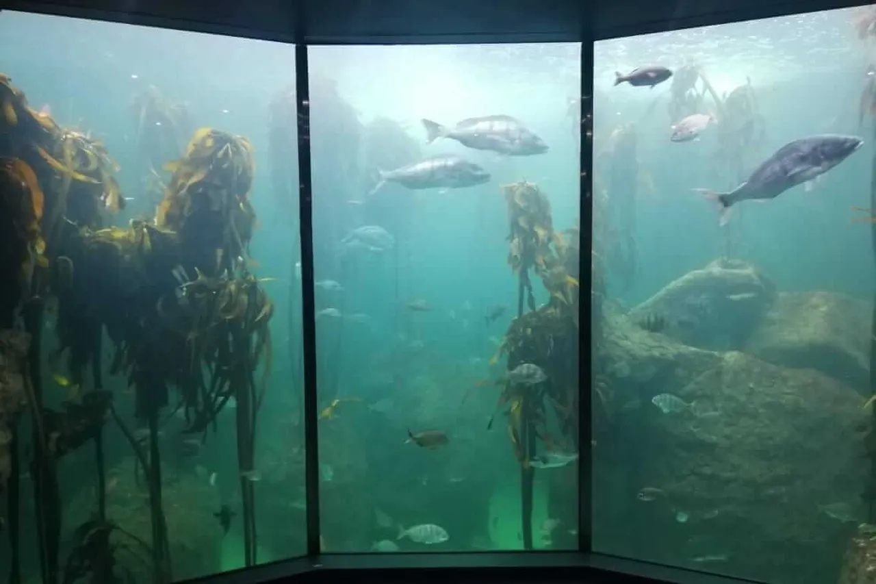 Kelp Exhibit Reforestation 4