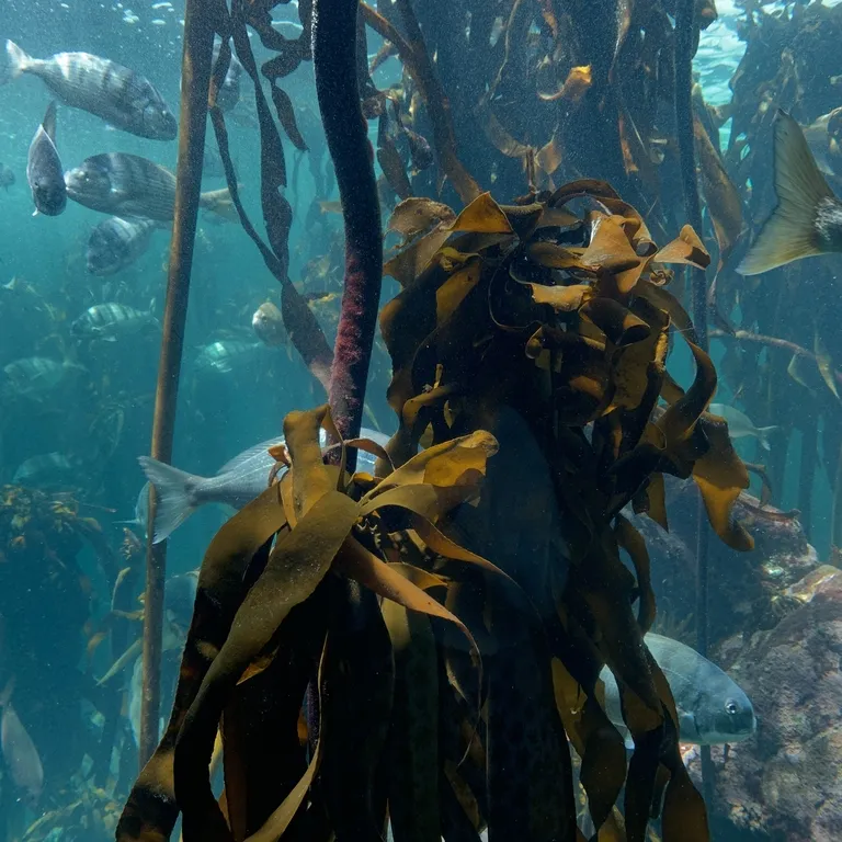 Kelp forest