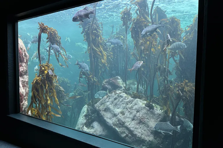 Kelp Forest Exhibit