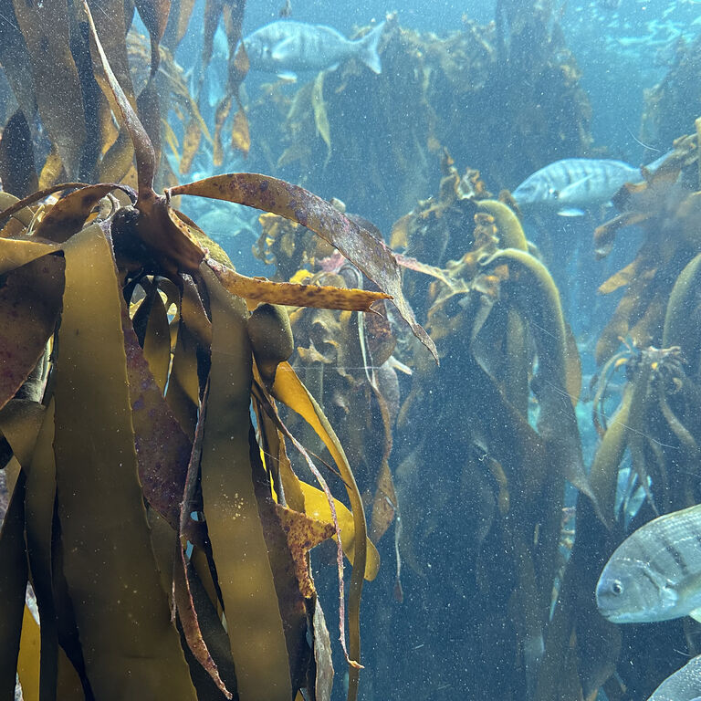 Kelp forest