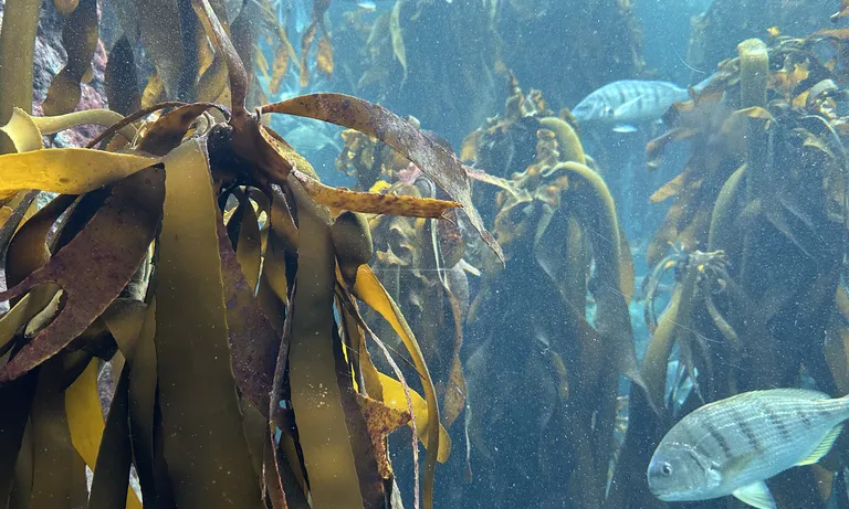 Kelp forest