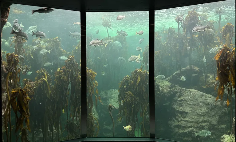 Kelp forest