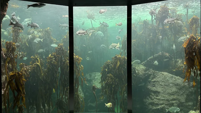 Kelp Exhibit 2