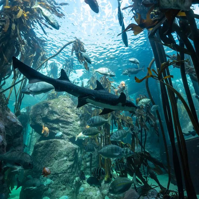 Kelp forest