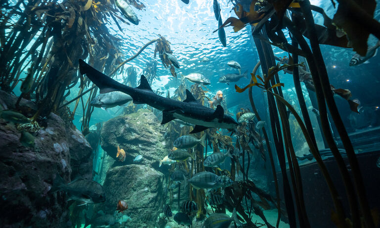 Kelp forest