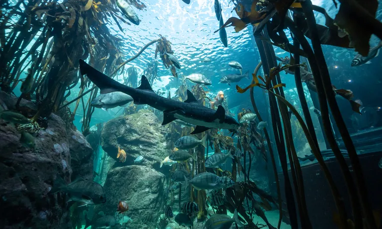 Kelp forest