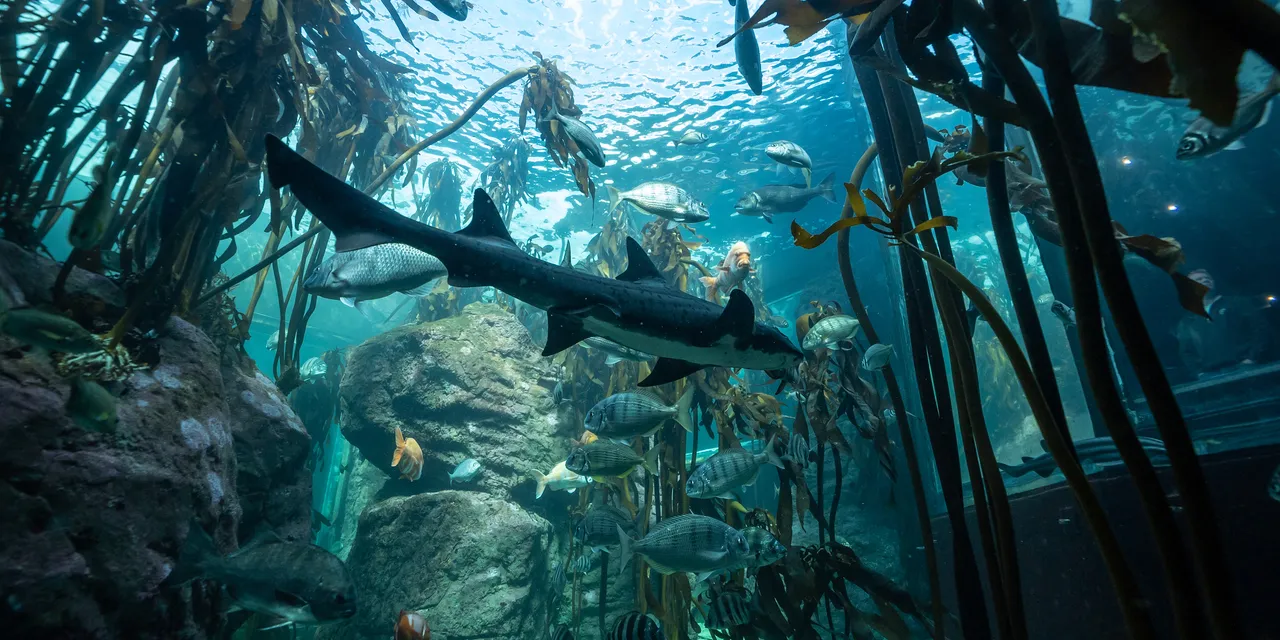 Connecting all people to the ocean