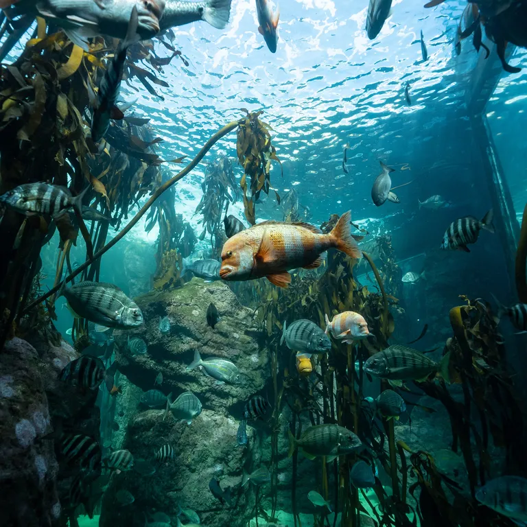 Kelp forest
