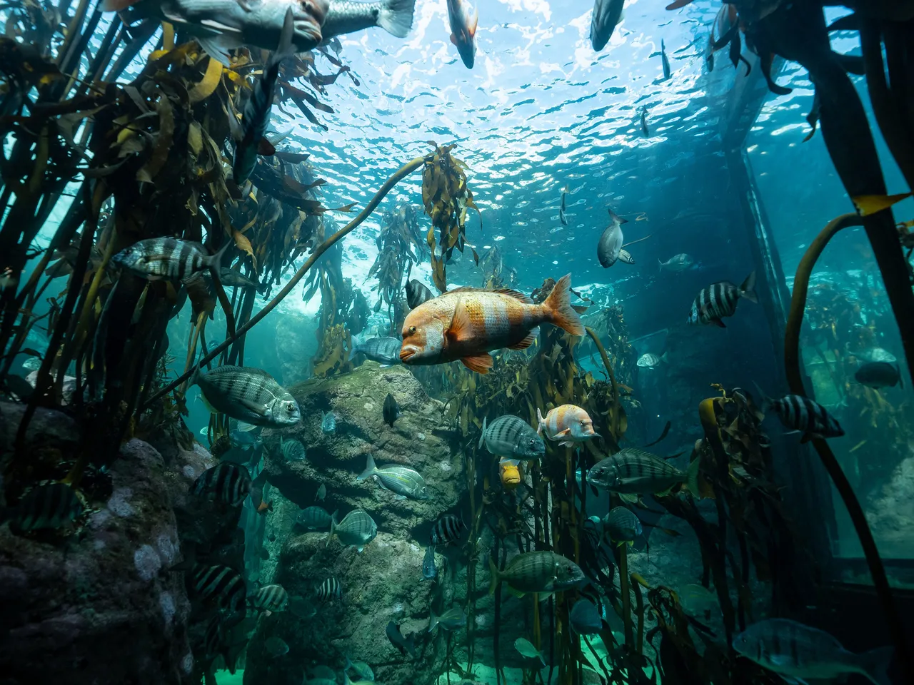 Kelp Forest