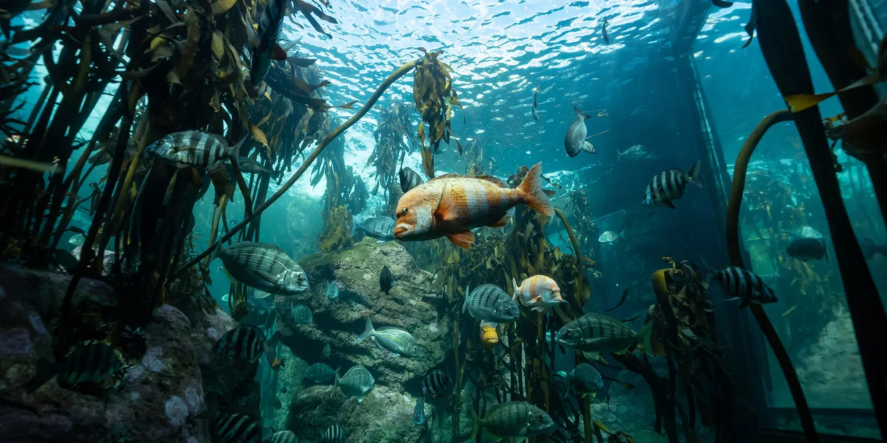Kelp Forest