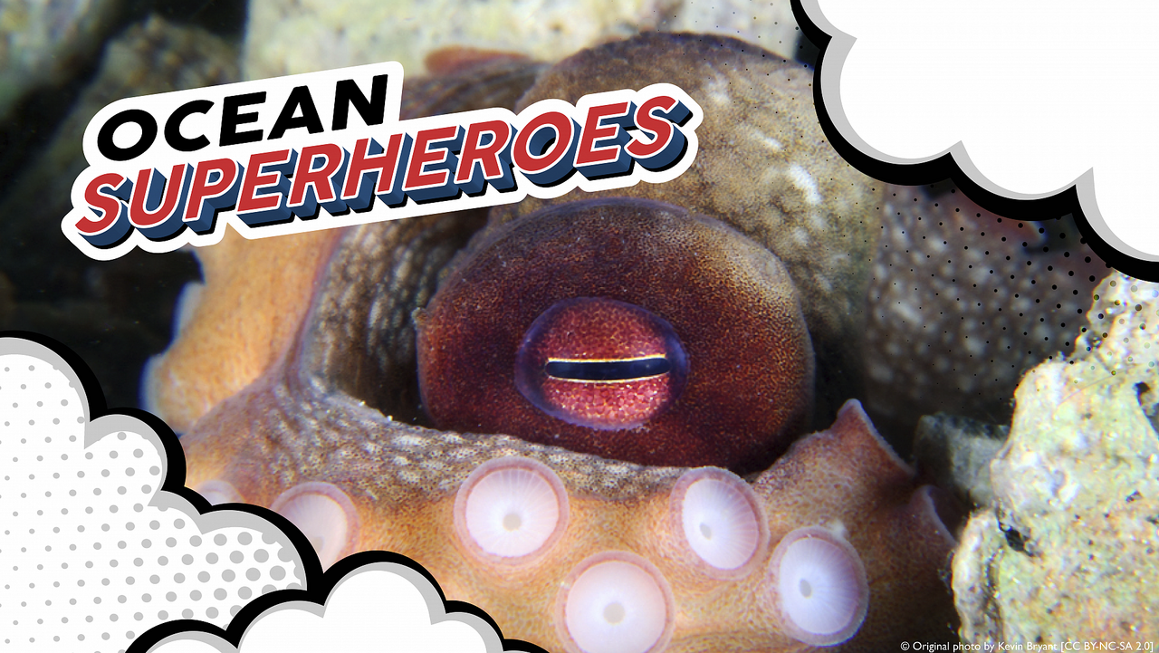 How does an octopus change its colour and shape?