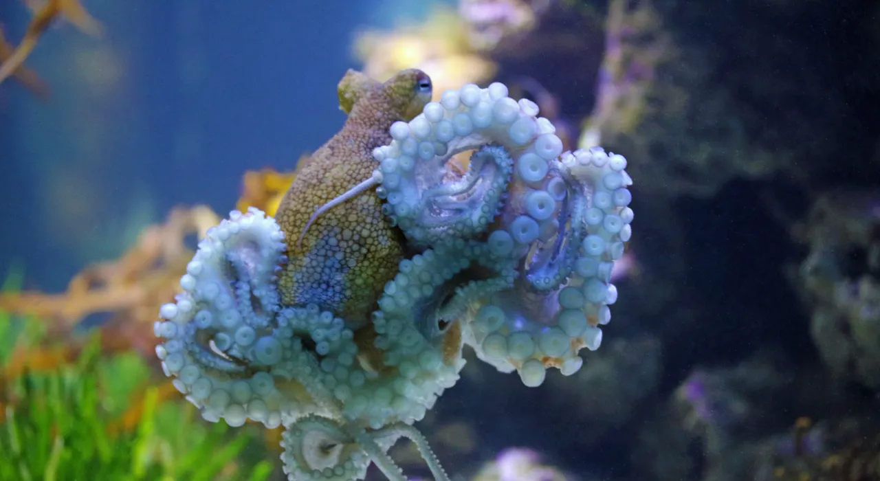 Five mysterious things you might catch our octopus doing