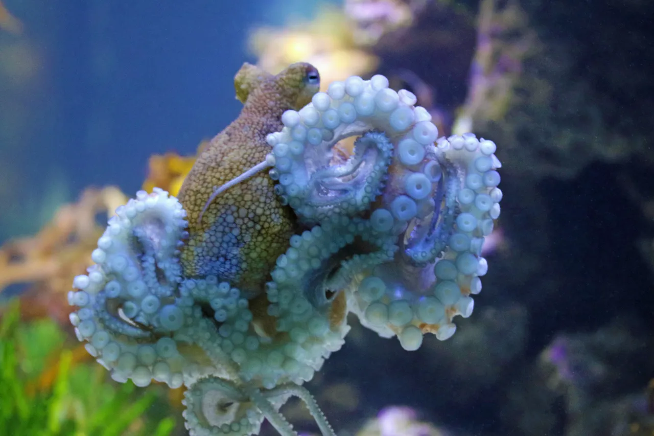 Common octopus header