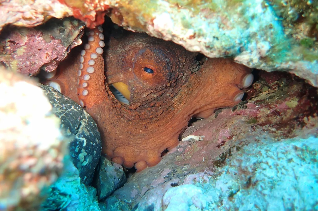 Common octopus