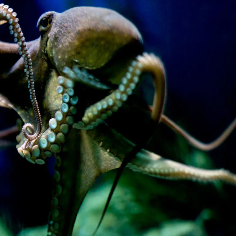 Octopuses