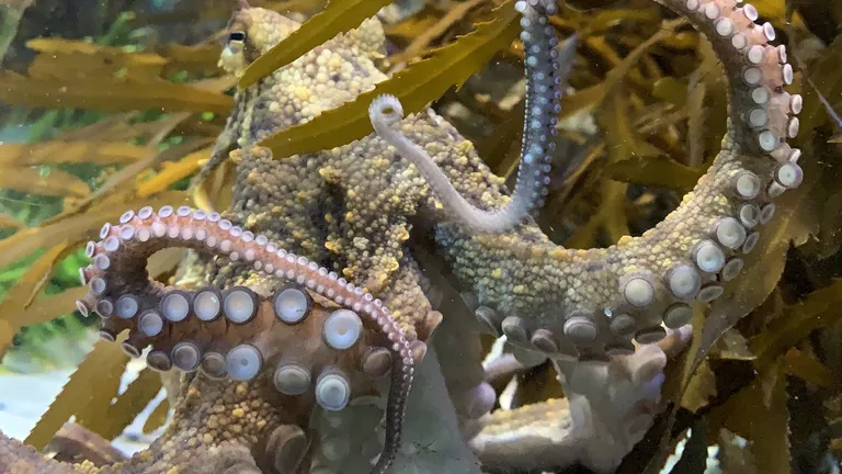 Octopus 3