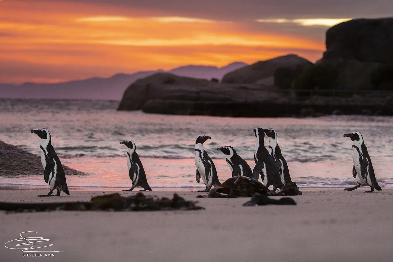 #NotOnOurWatch: Immediate action is needed to save the African penguin from extinction