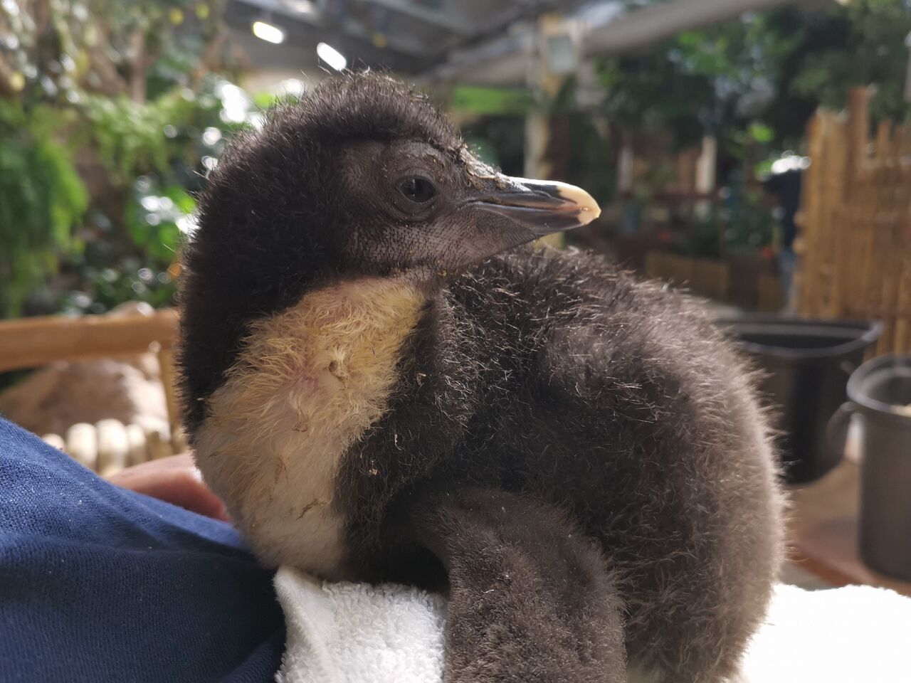 We've welcomed a new rockhopper penguin chick to the beakham family!