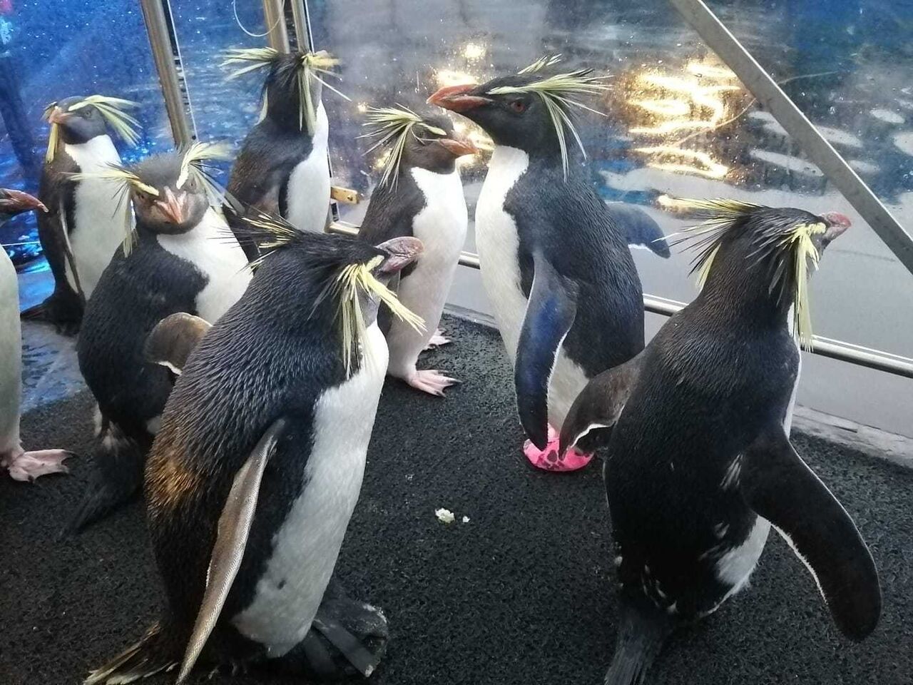 Why do some of our penguins wear socks?