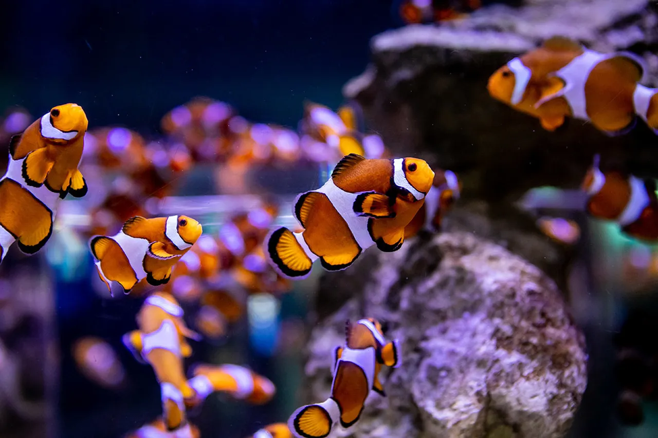 5 things you didn't know about clownfish