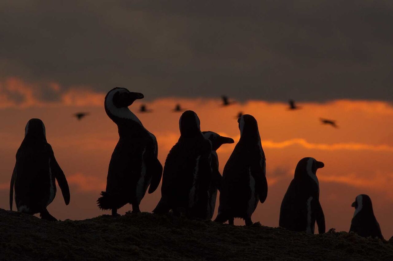 Table mountain park mpa steve benjamin penguins web