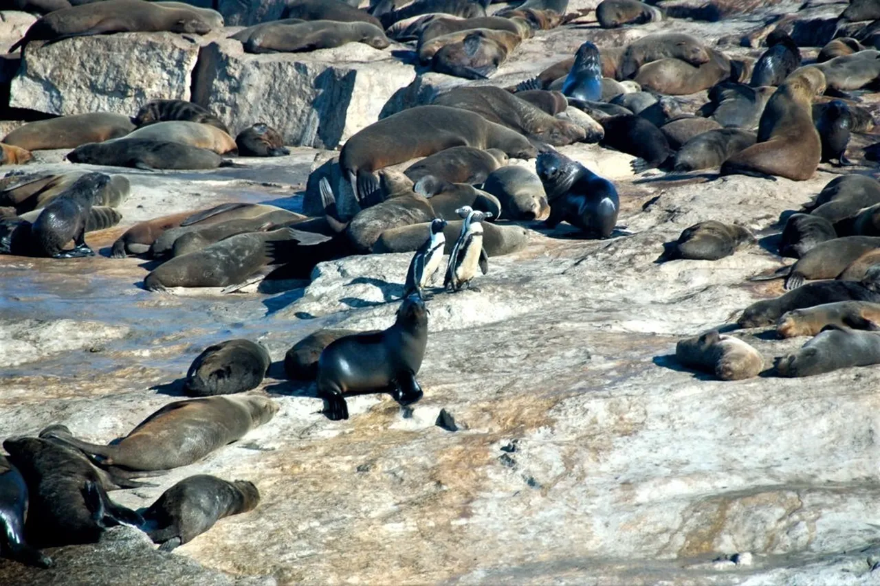 African Penguins 5955565002