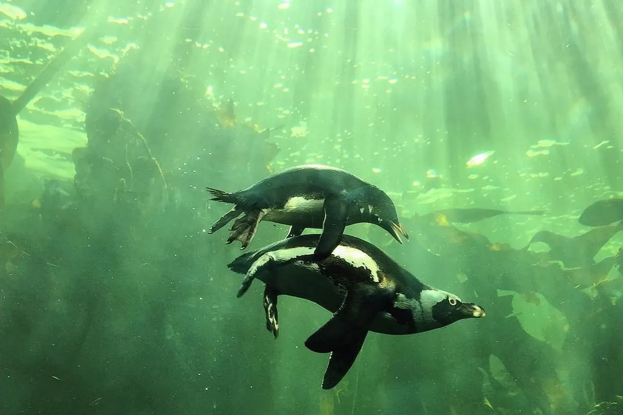 African rockie swim together ktzenz