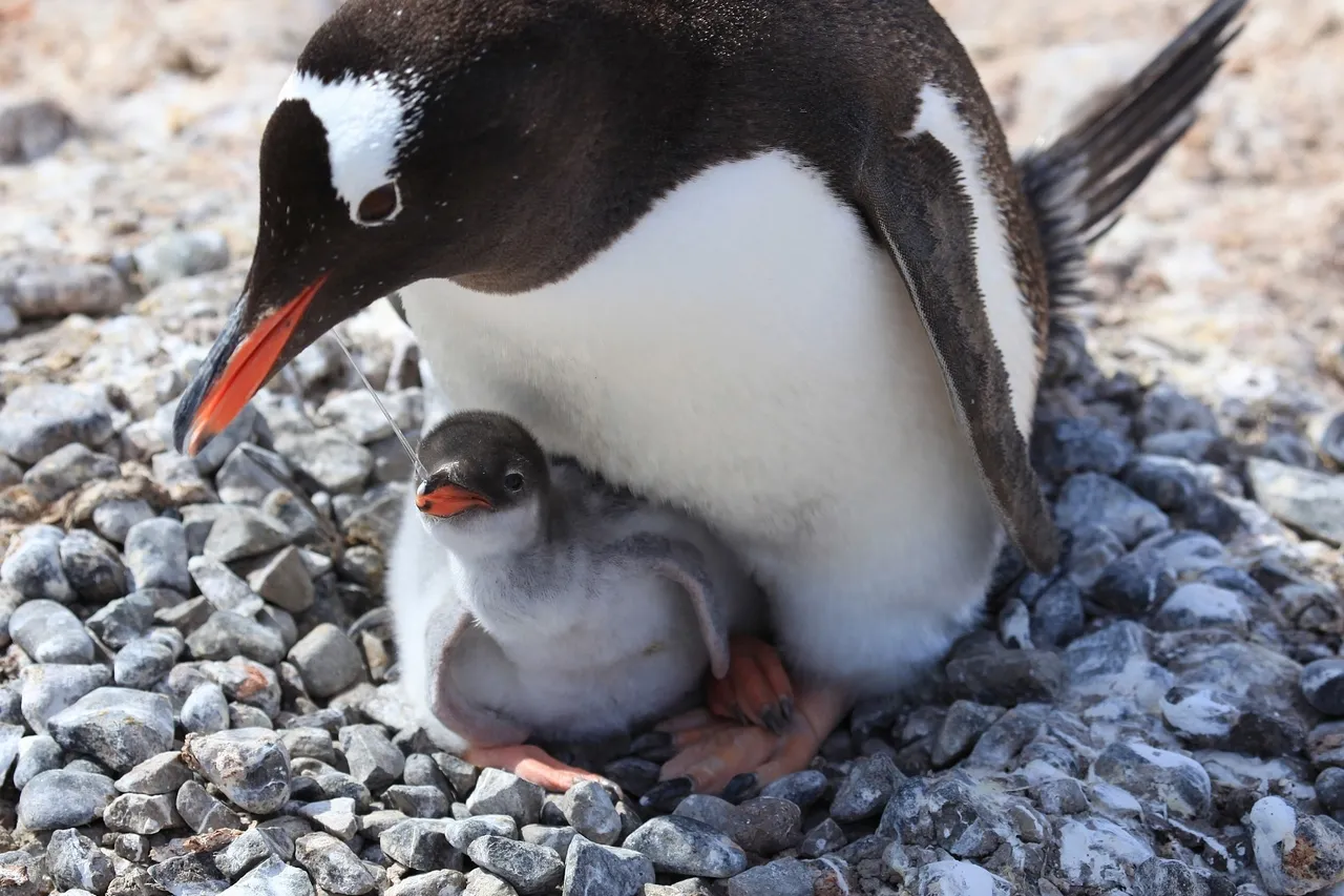 Gentoo Penguin with chick 6123863954