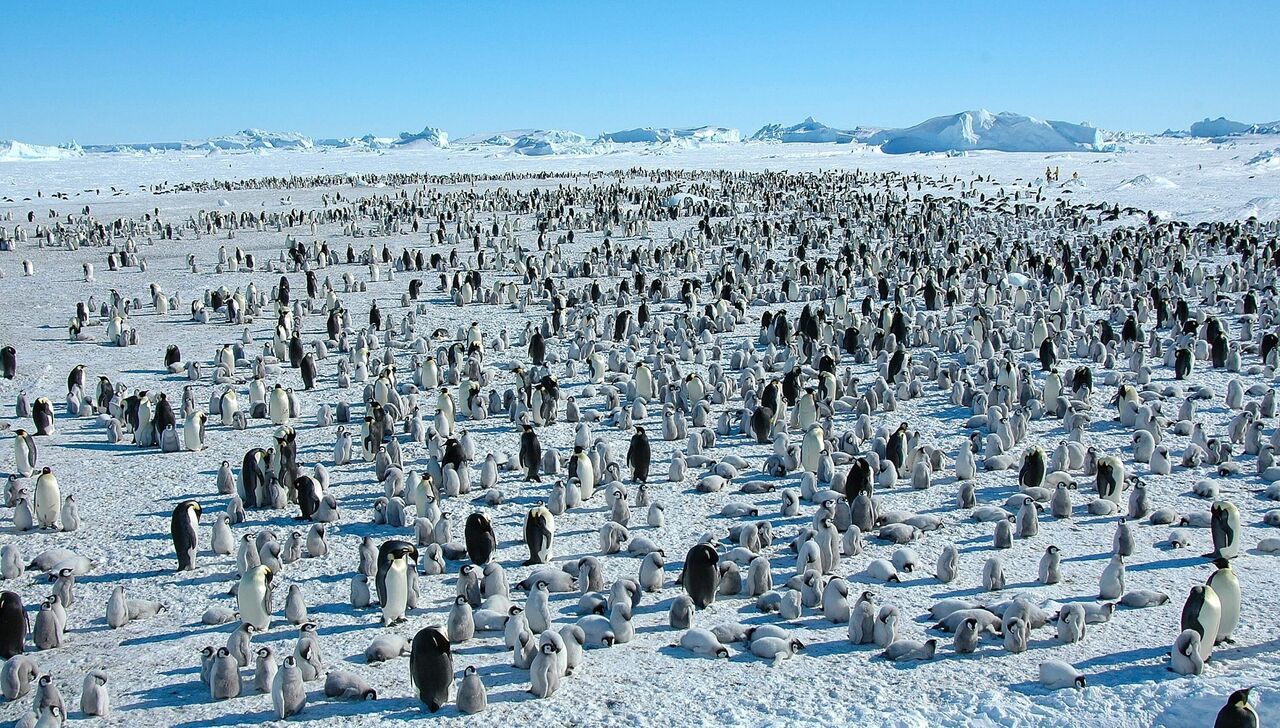 Meet the ocean's best dads