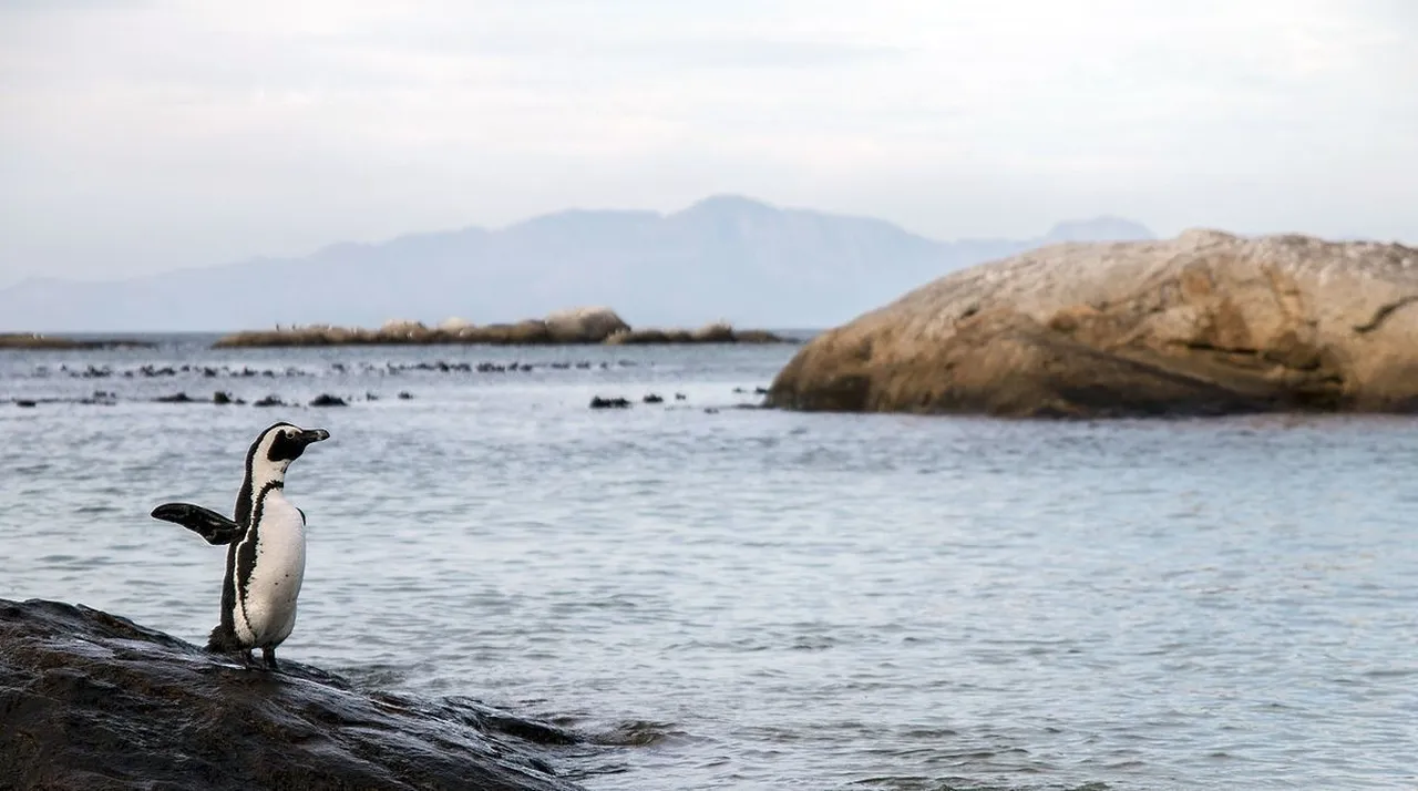 Celebrating african penguin awareness day – 10 october 2020