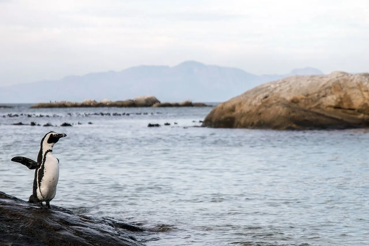 African Penguin flapping its wings