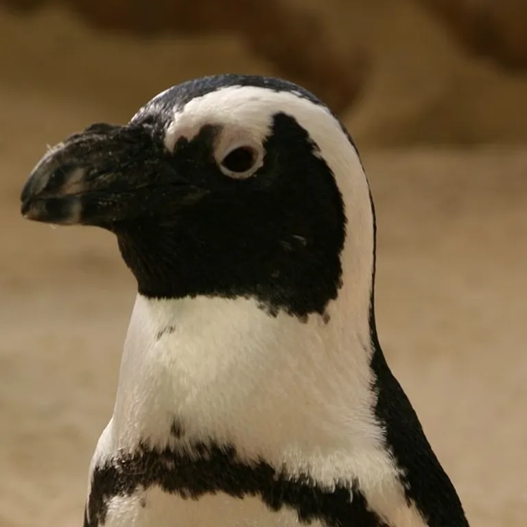 Penguin Exhibit