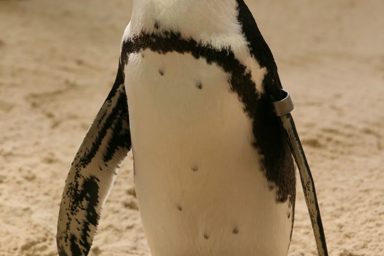 African penguin faraday