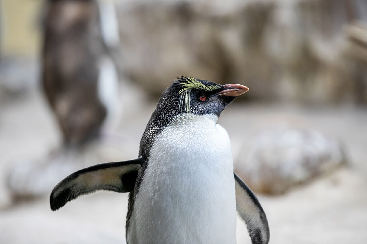 The days of our penguin lives