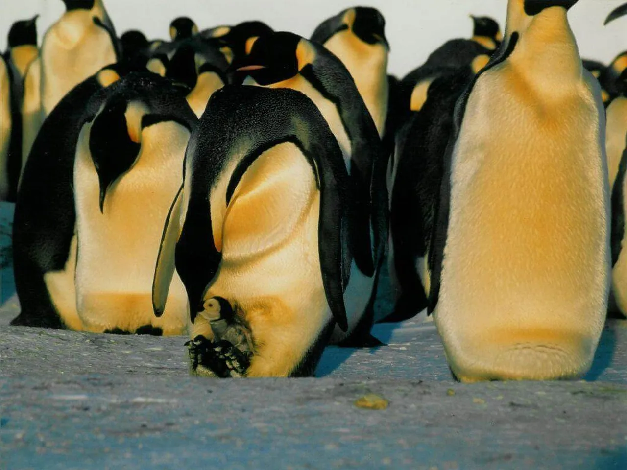 Emperor penguin