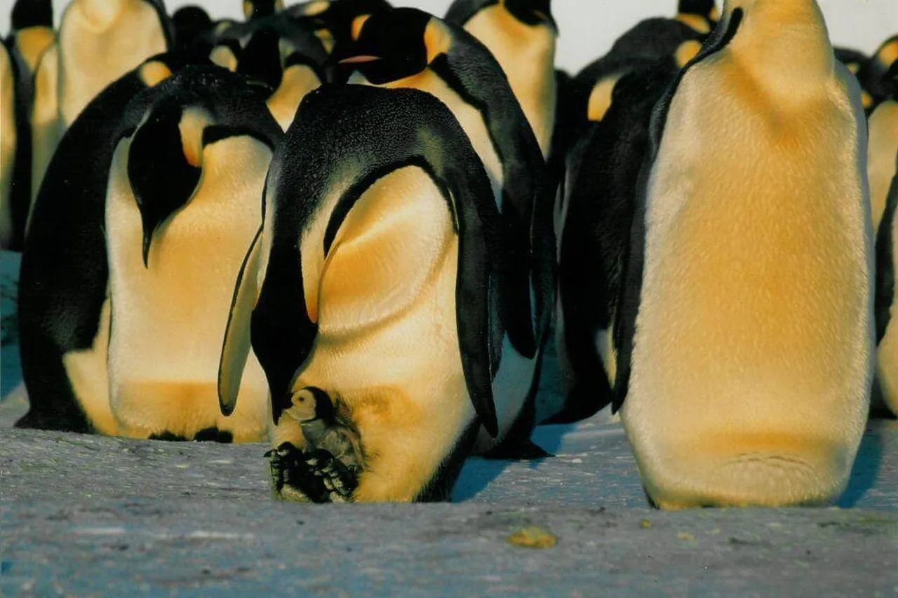 Emperor Penguin Feeding Chick