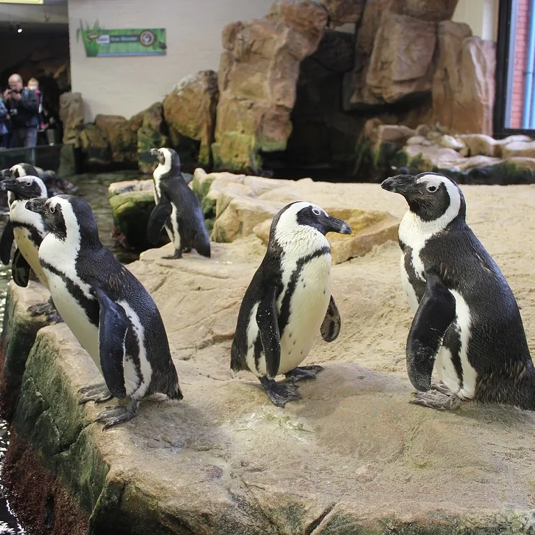 Penguin Exhibit