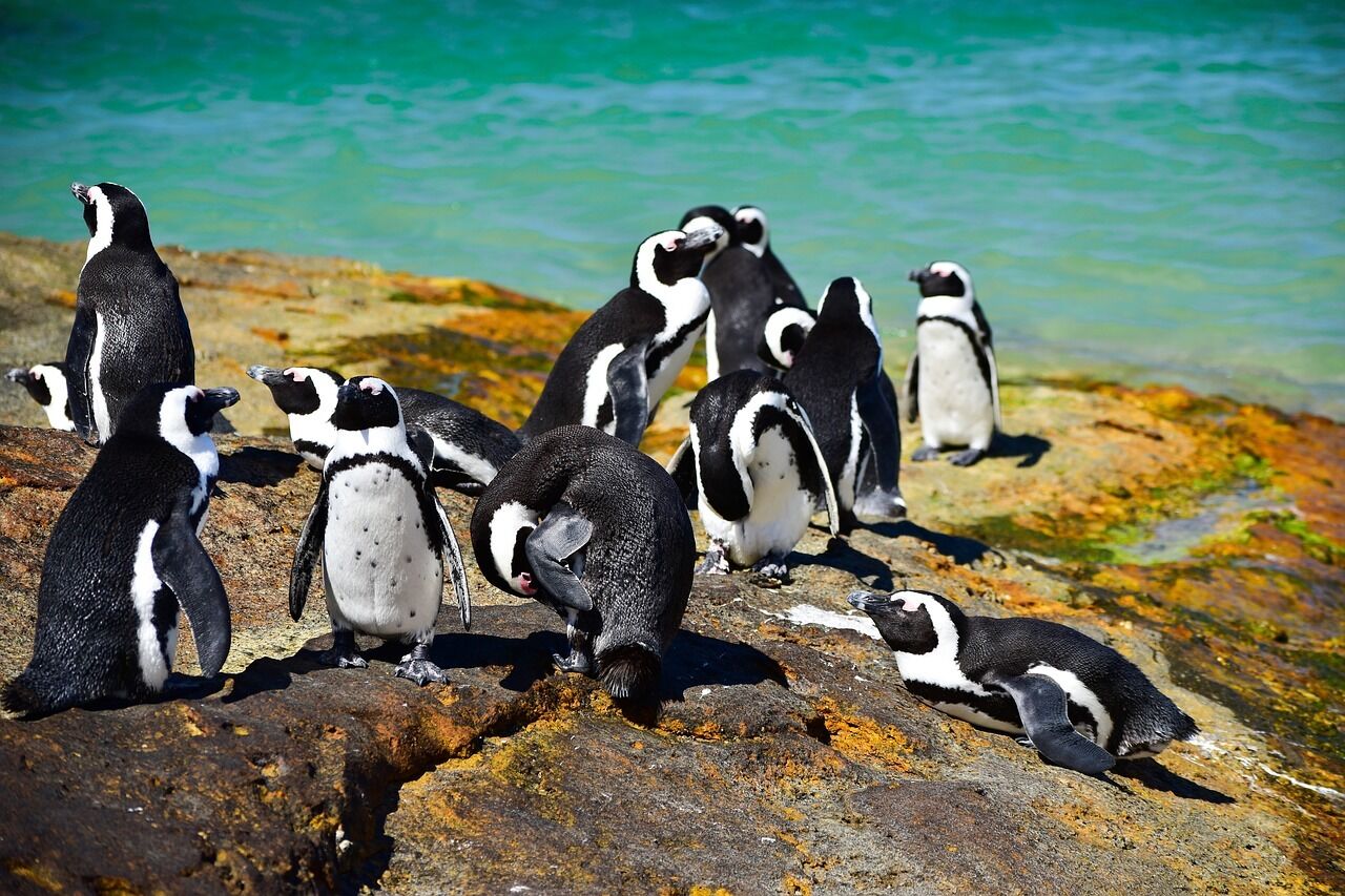 Boulders beach 3272643 1280