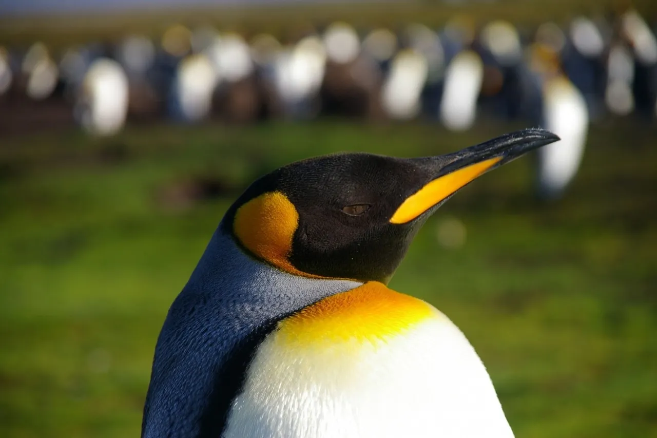 Falkland Islands Penguins 25
