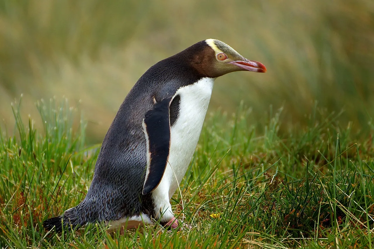 Yellow eyed penguin 15238441601