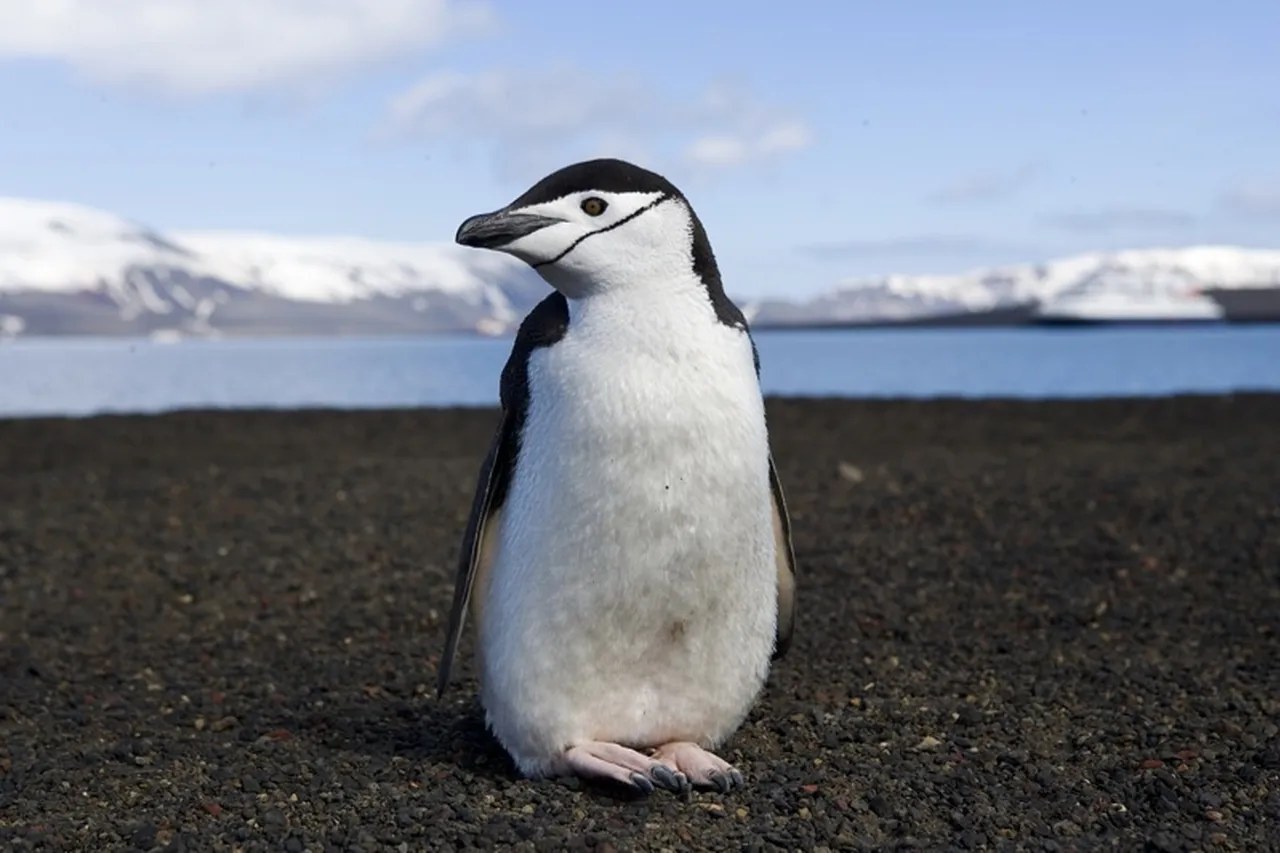Chinstrap penguin on deception island 39985995