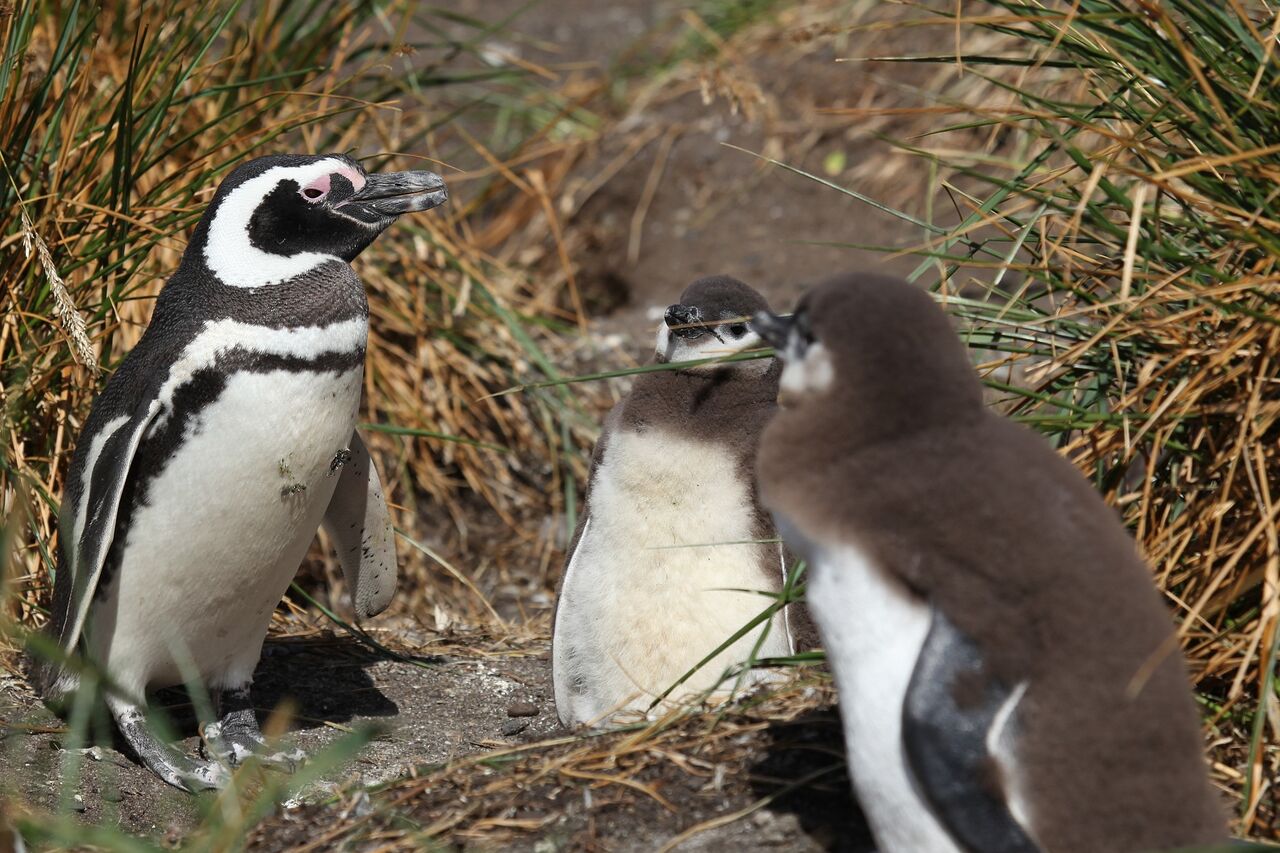 Magellanic Penguin with chicks 5540904637