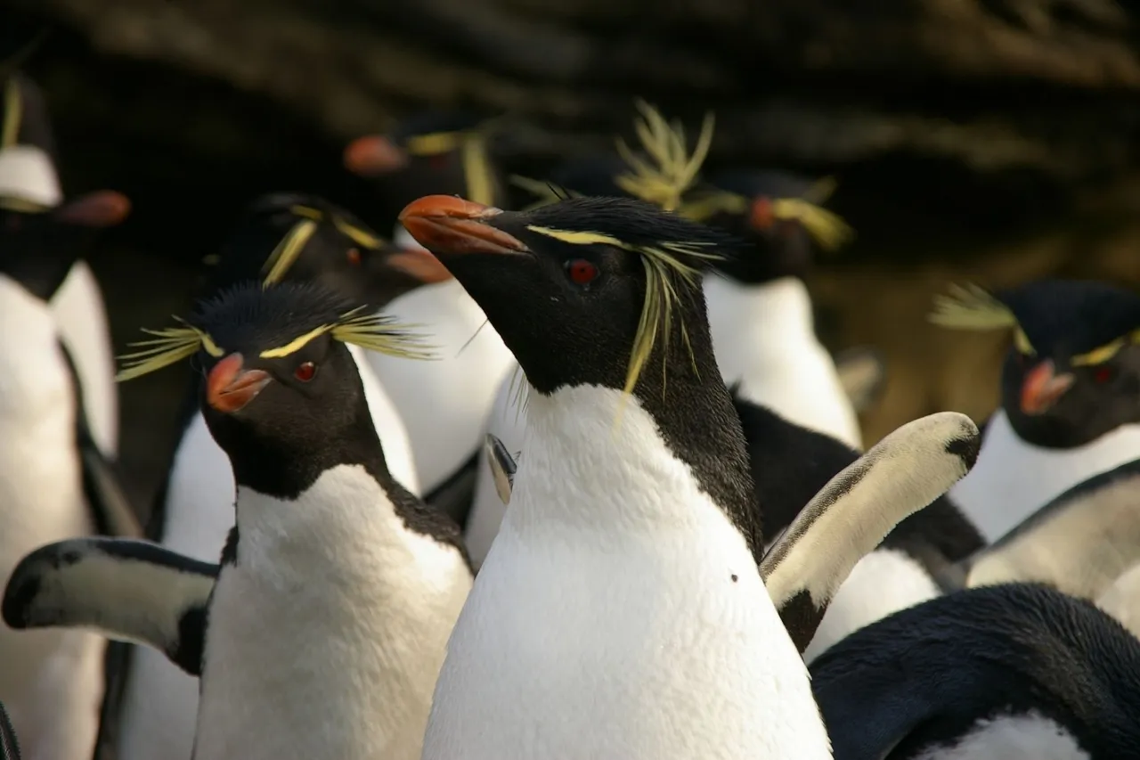 Falkland Islands Penguins 87