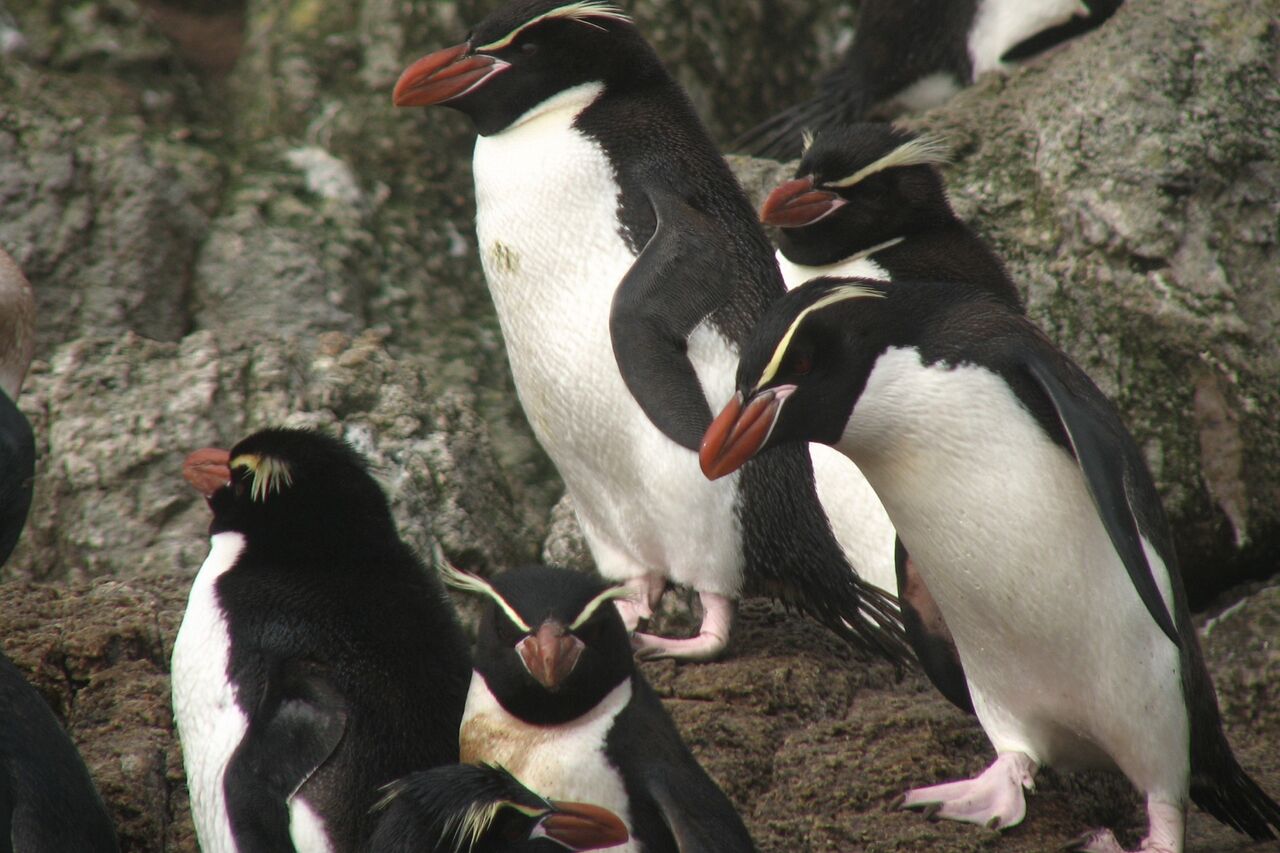 Snares Penguin Eudyptes robustus group