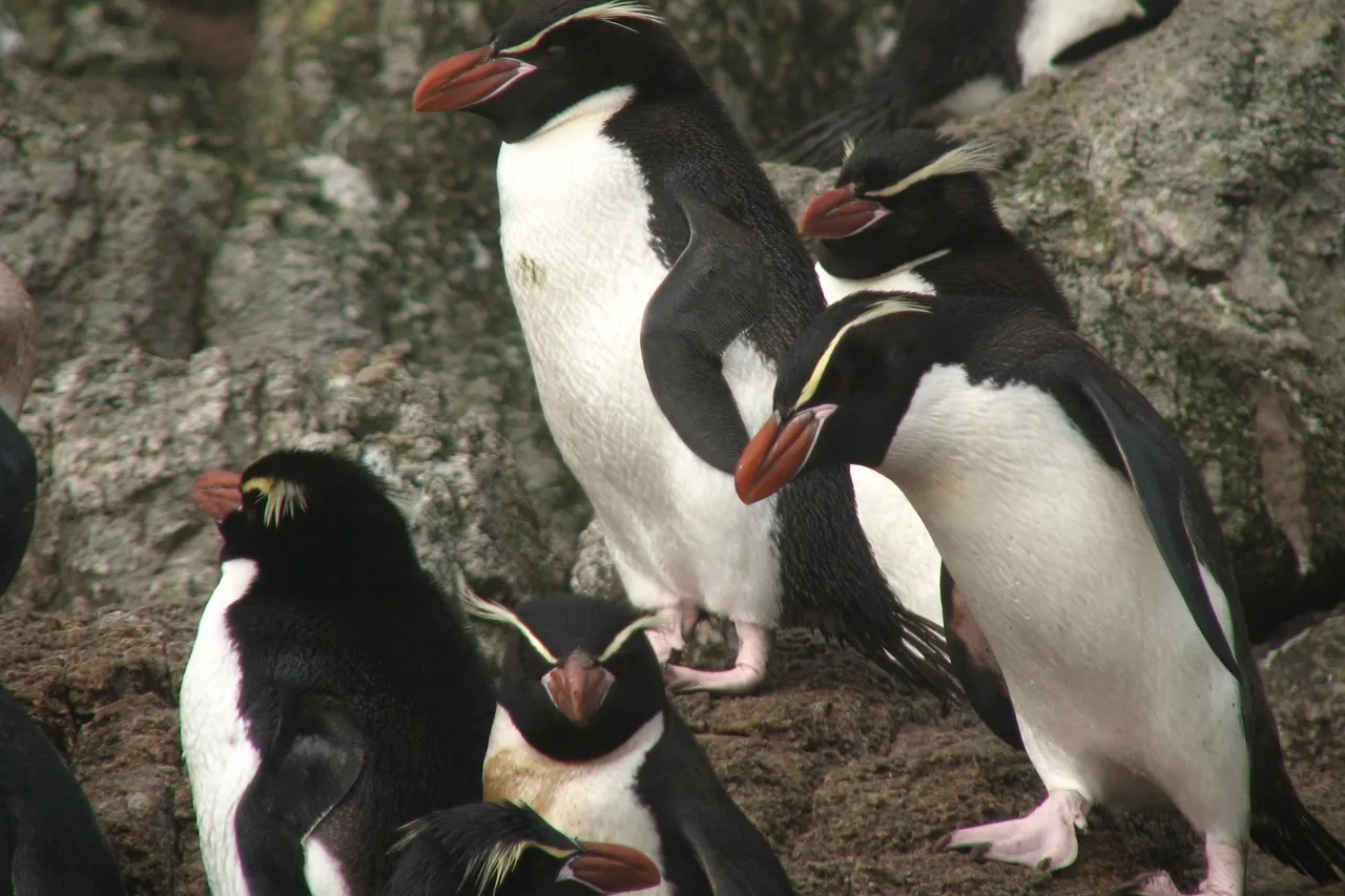 Snares Penguin Eudyptes robustus group