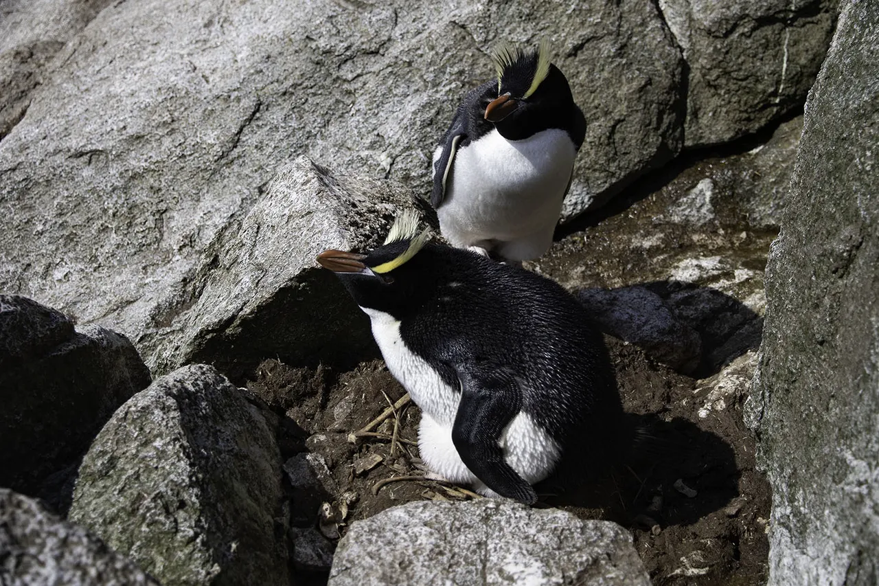 Breeding pair of Erect crested penguins at their nest